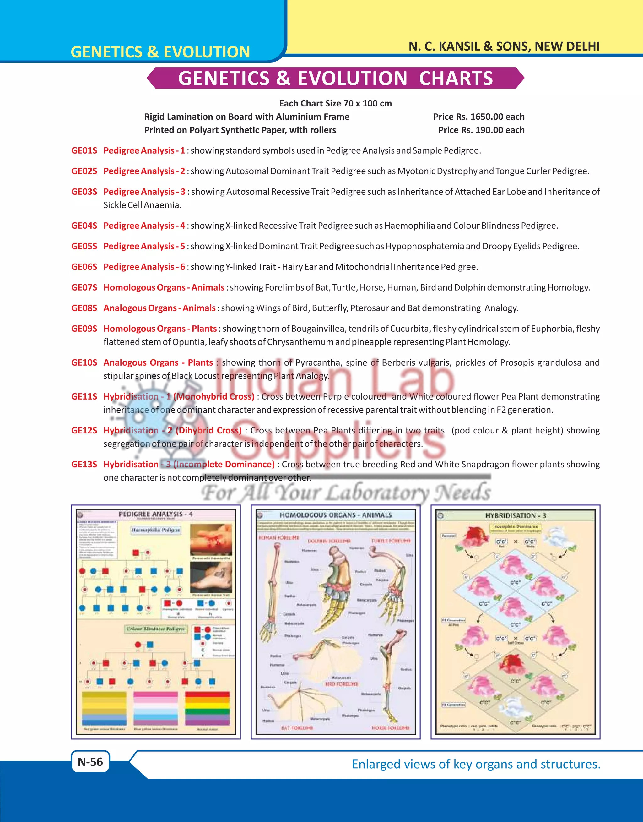 Genetics And Evolution Charts